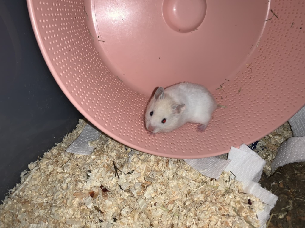 Burga, Goldhamster, BE Cream, Hamsterhilfe Südwest