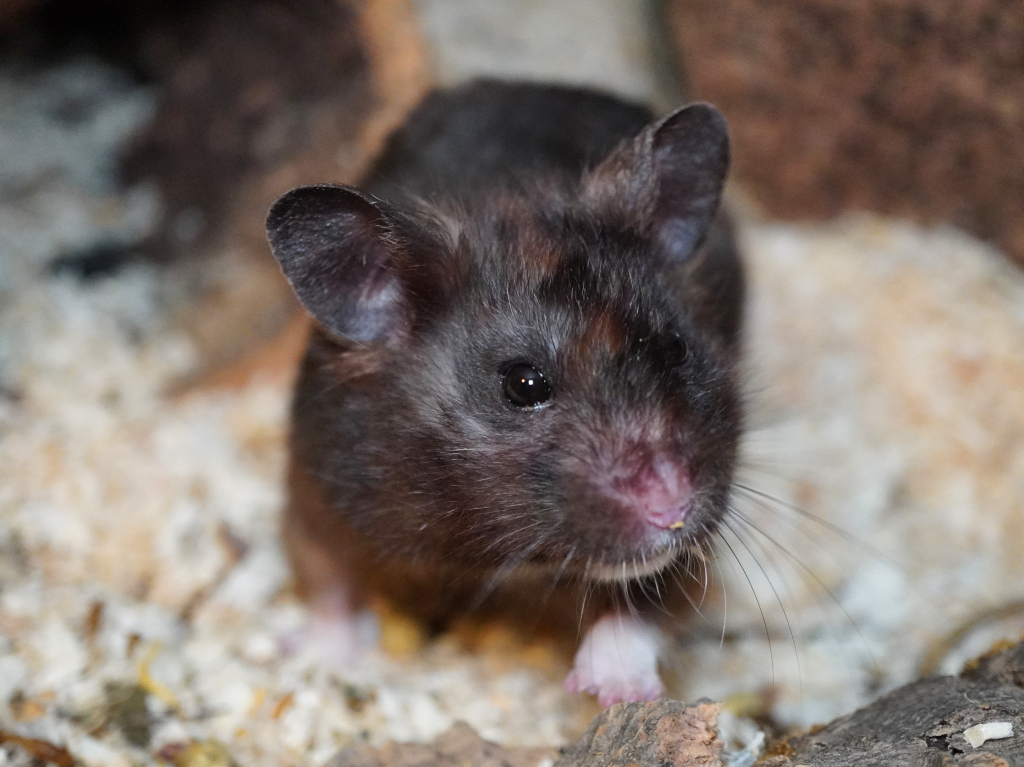 Goldhamster Hamilton von der Hamsterhilfe Südwest