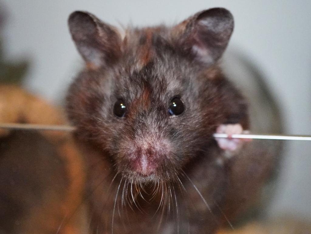 Goldhamster Hamilton von der Hamsterhilfe Südwest