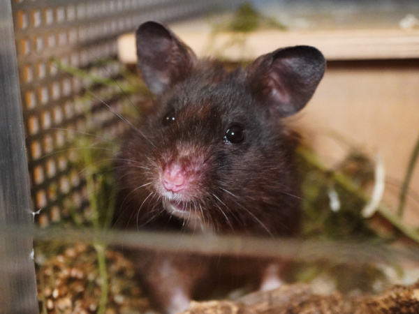 Goldhamster Hamilton von der Hamsterhilfe Südwest