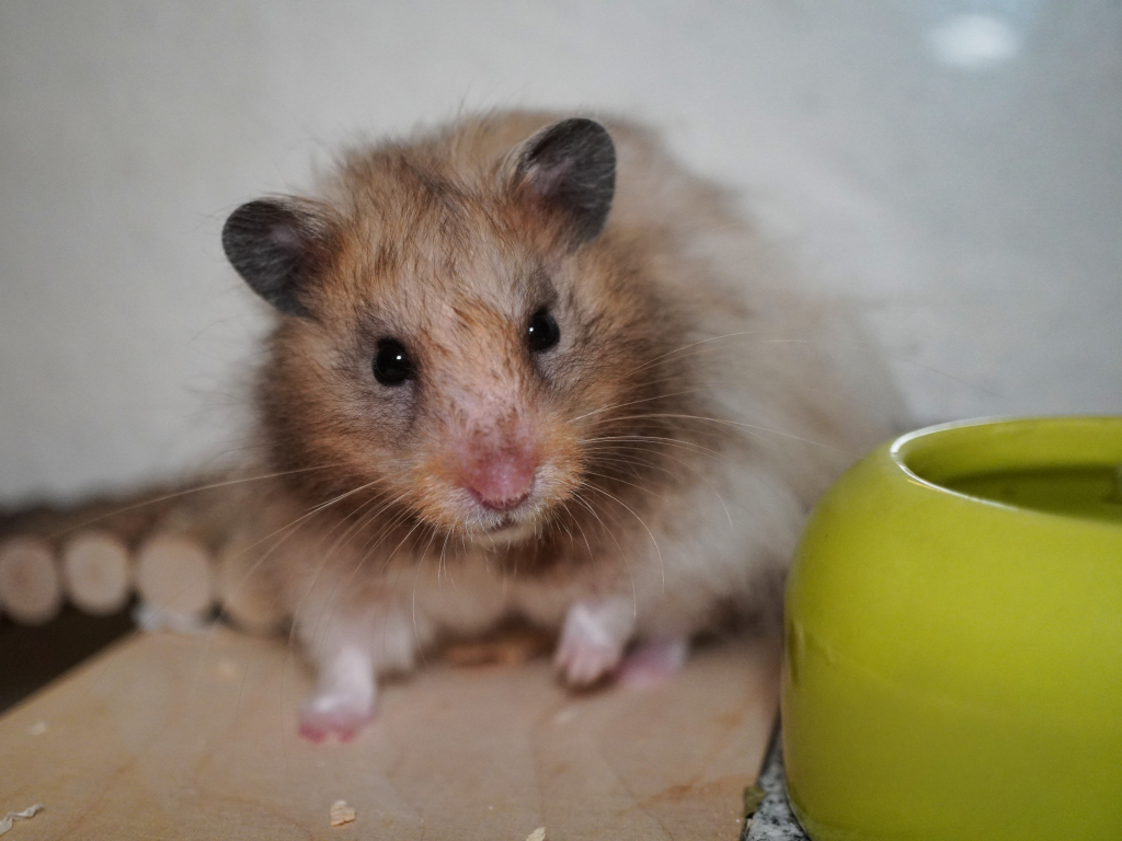 Teddyhamster Harry von der Hamsterhilfe Südwest