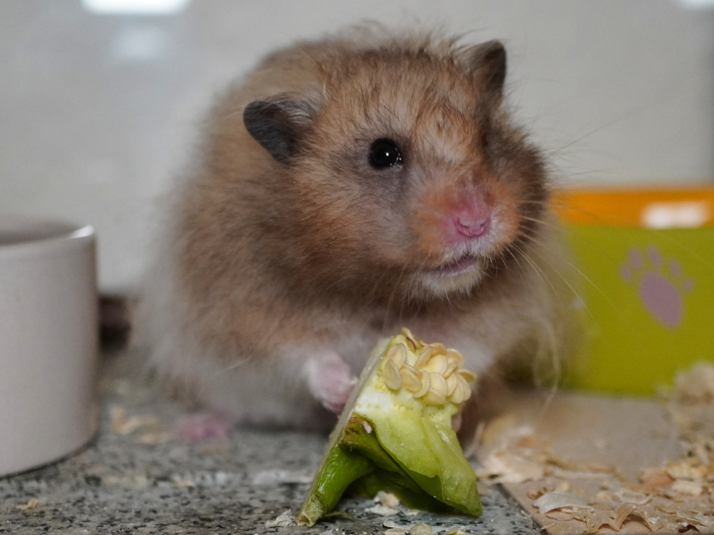 Teddyhamster Harry von der Hamsterhilfe Südwest
