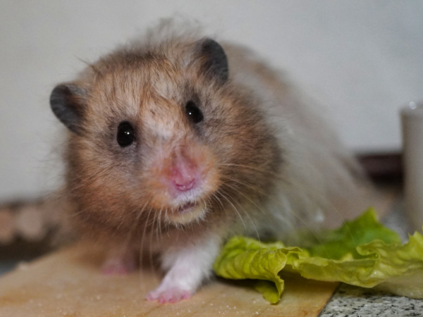 Teddyhamster Harry von der Hamsterhilfe Südwest
