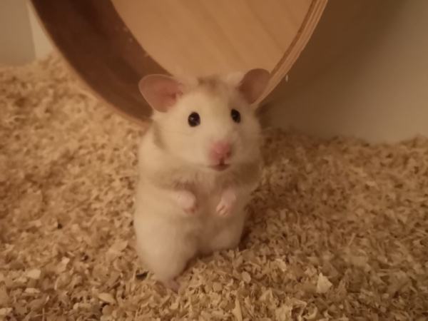Goldhamster Hamsterhilfe Südwest