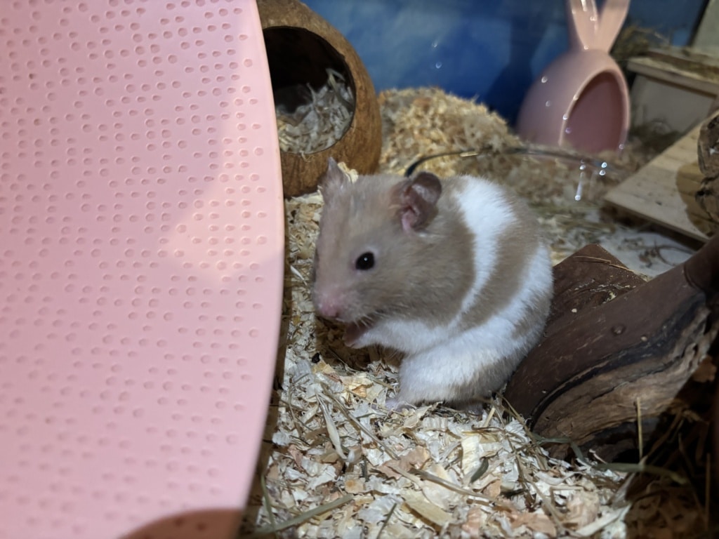 Hamsterhilfe Südwest
